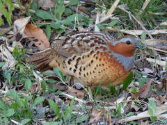 Chinese Bamboo-Partridge photo 2