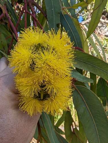 Image of Eucalyptus erythrocorys by (c) David Thompson, some rights reserved (CC BY)