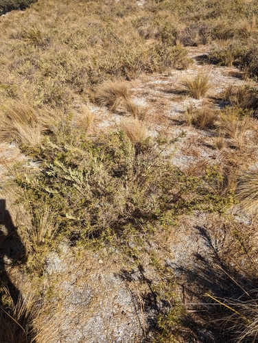 Acanthocarpus preissii (Acanthocarpus preissii)