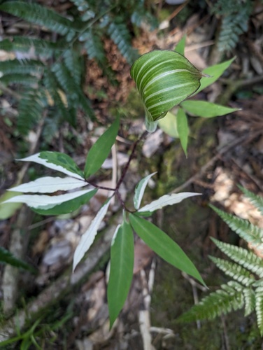 Arisaema japonicum iNat (1)