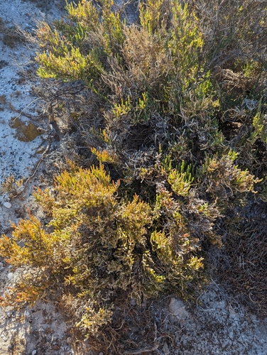Image of Tecticornia indica by (c) David Thompson, some rights reserved (CC BY)