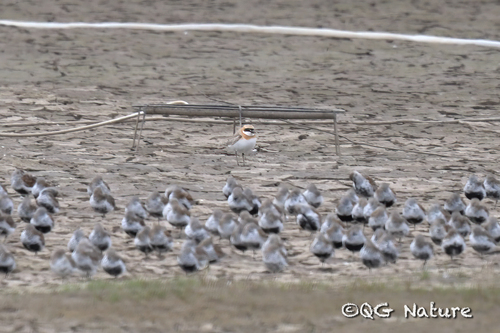 Tibetan Sand Plover (Anarhynchus atrifrons), photo 8