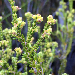 Erica serrata
