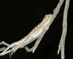 Burn's Dragon photo 1