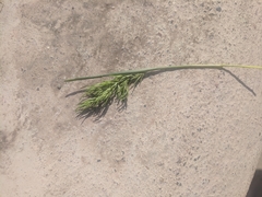 Poa bulbosa vivipara