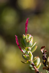 Cliffortia carinata