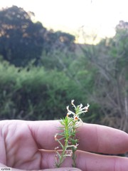 Hebenstretia dentata
