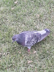Columba livia