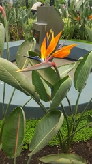 Strelitzia