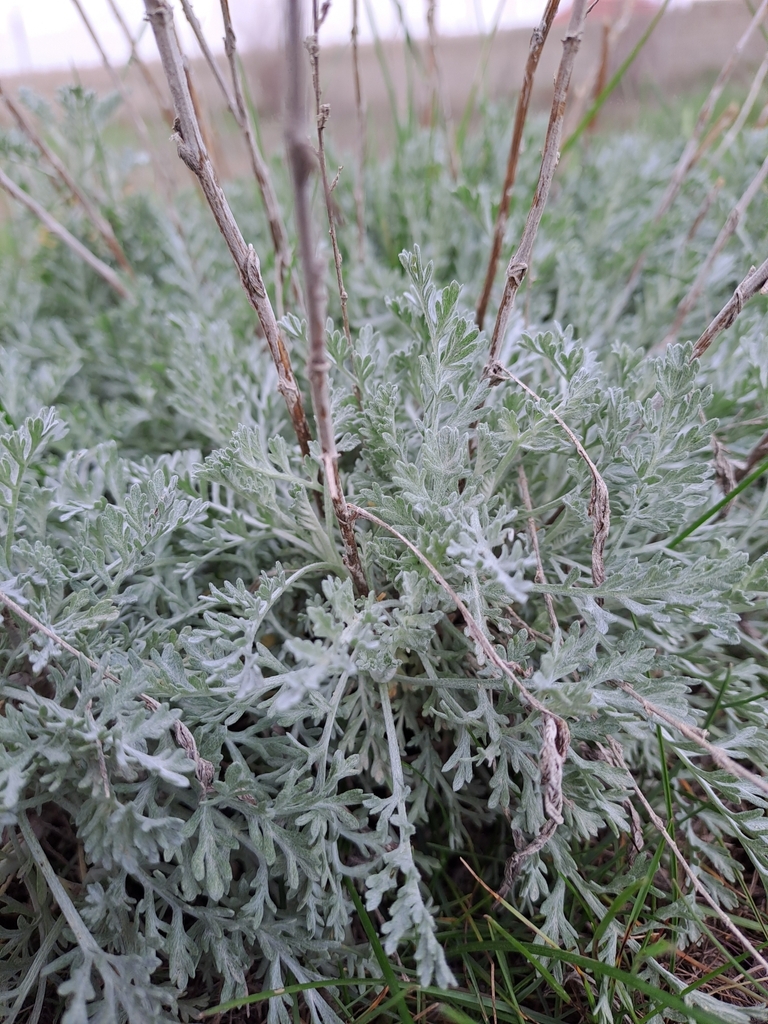 Artemisia ferganensis