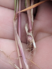 Poa bulbosa vivipara