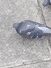 Columba livia