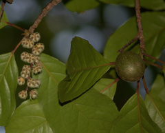 Elaeocarpus variabilis
