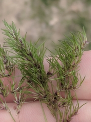Poa bulbosa vivipara
