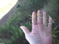 Asparagus kraussianus