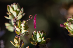 Cliffortia carinata