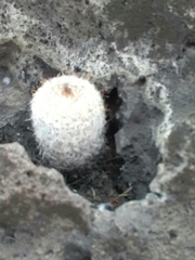 Mammillaria haageana haageana