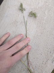 Poa bulbosa vivipara