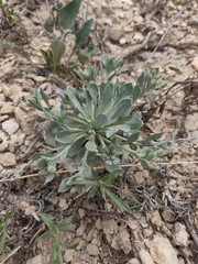 Physaria bellii