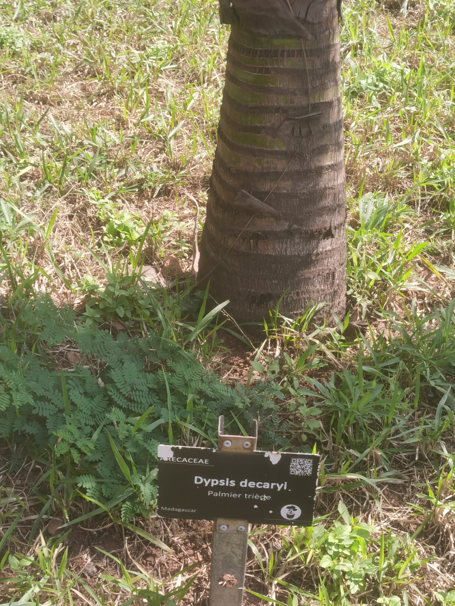 Imagem de Palmeira triangular