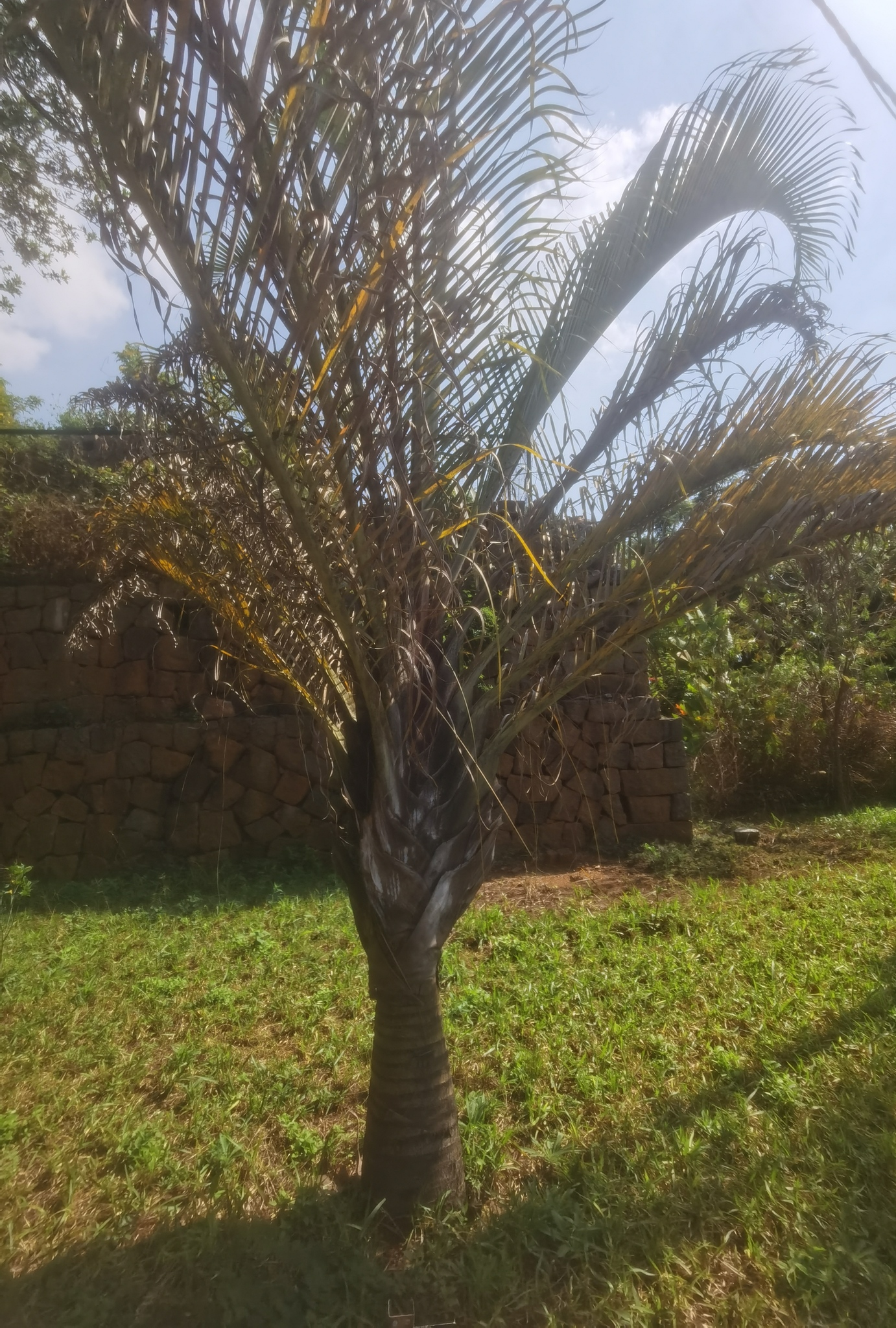 Imagem de Palmeira triangular