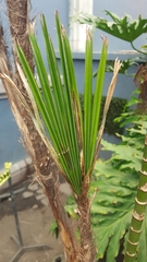 Arecaceae