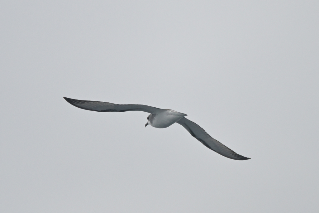 Cook's Petrel