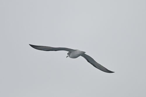 Cook's Petrel
