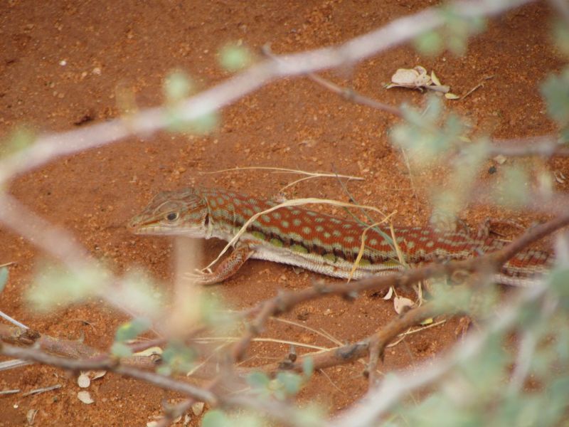 Parker's Long-Tailed Lizard
