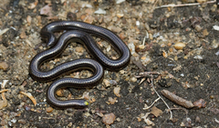 Epictia tenella