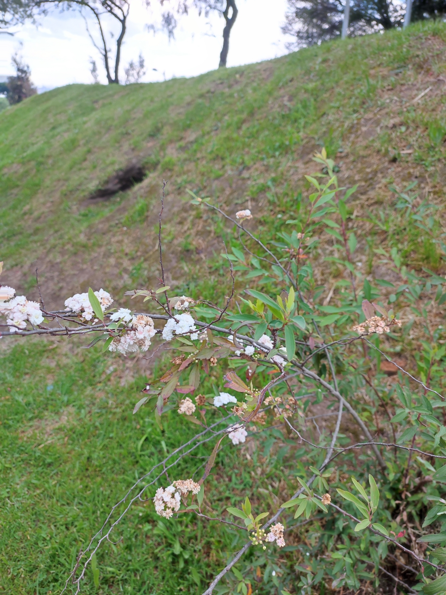 Imagem de Bridal Wreath