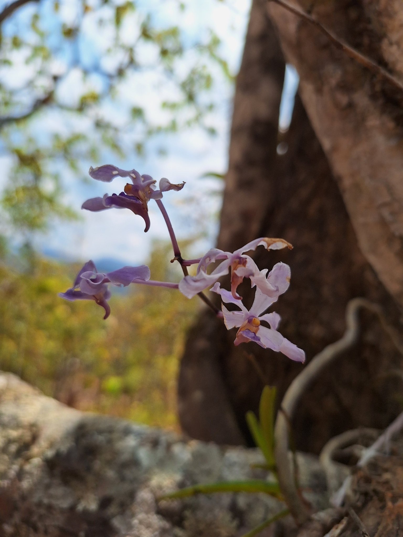 Imagem de Orquídea