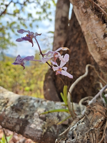 Foto de Orquídea