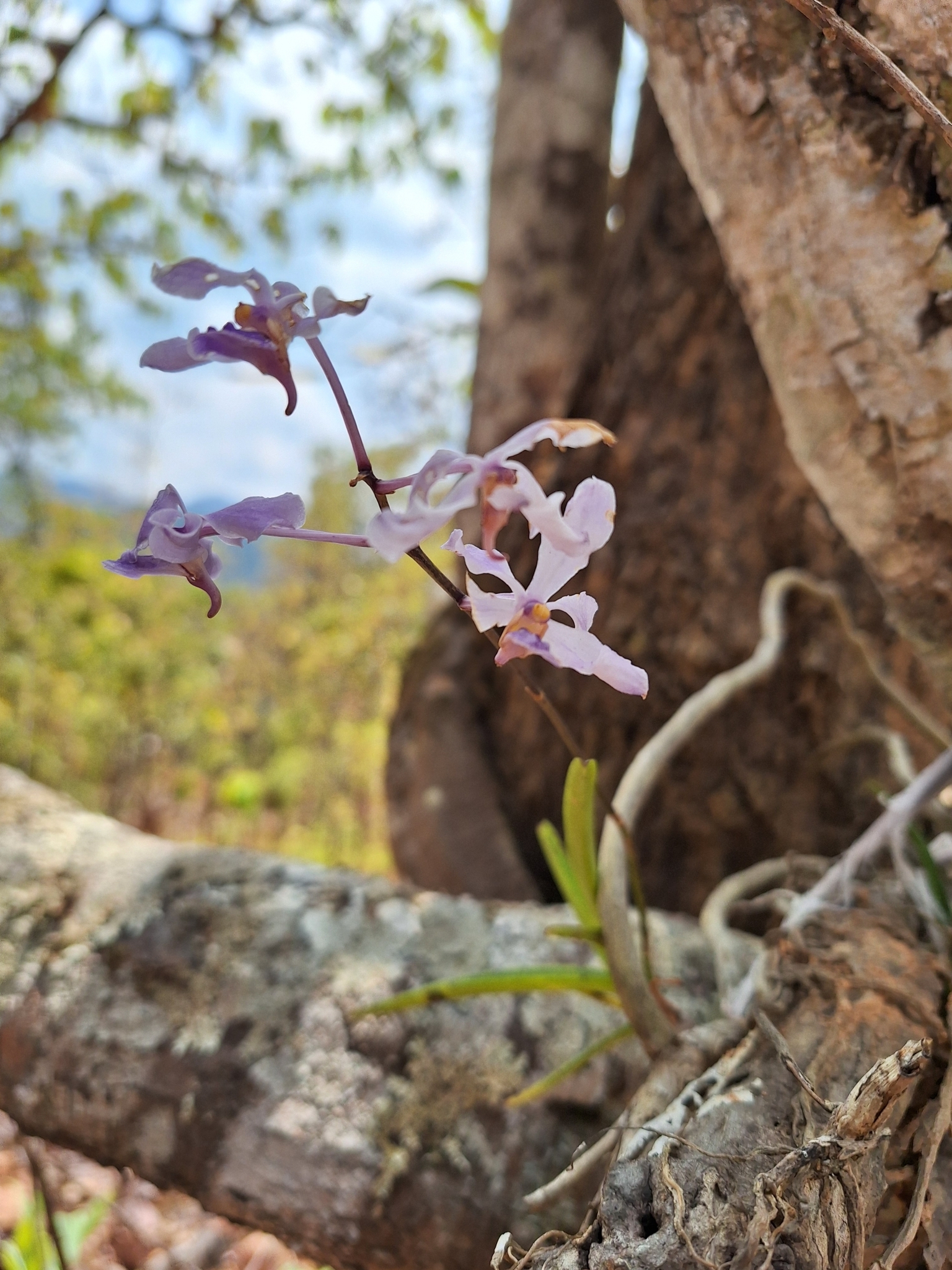 Imagem de Orquídea