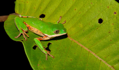 Pithecopus hypochondrialis