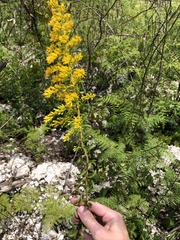 Solidago chapmanii