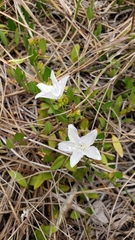Jacquemontia curtissii