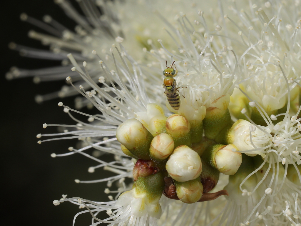 Xanthesma lucida