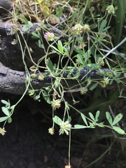 Trifolium bifidum