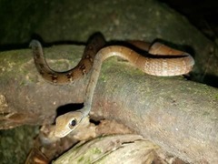 Atlantic Forest Racer photo 2