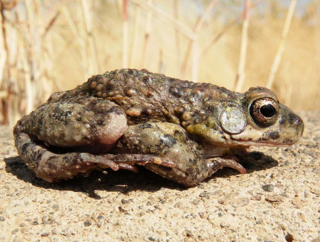 Dodson's Toad