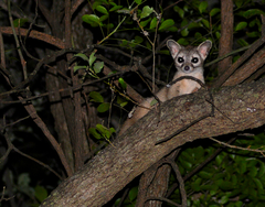 Ringtail photo 5