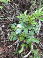 Rosa multiflora