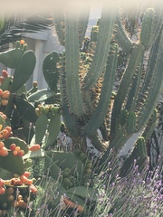 Trichocereus bridgesii