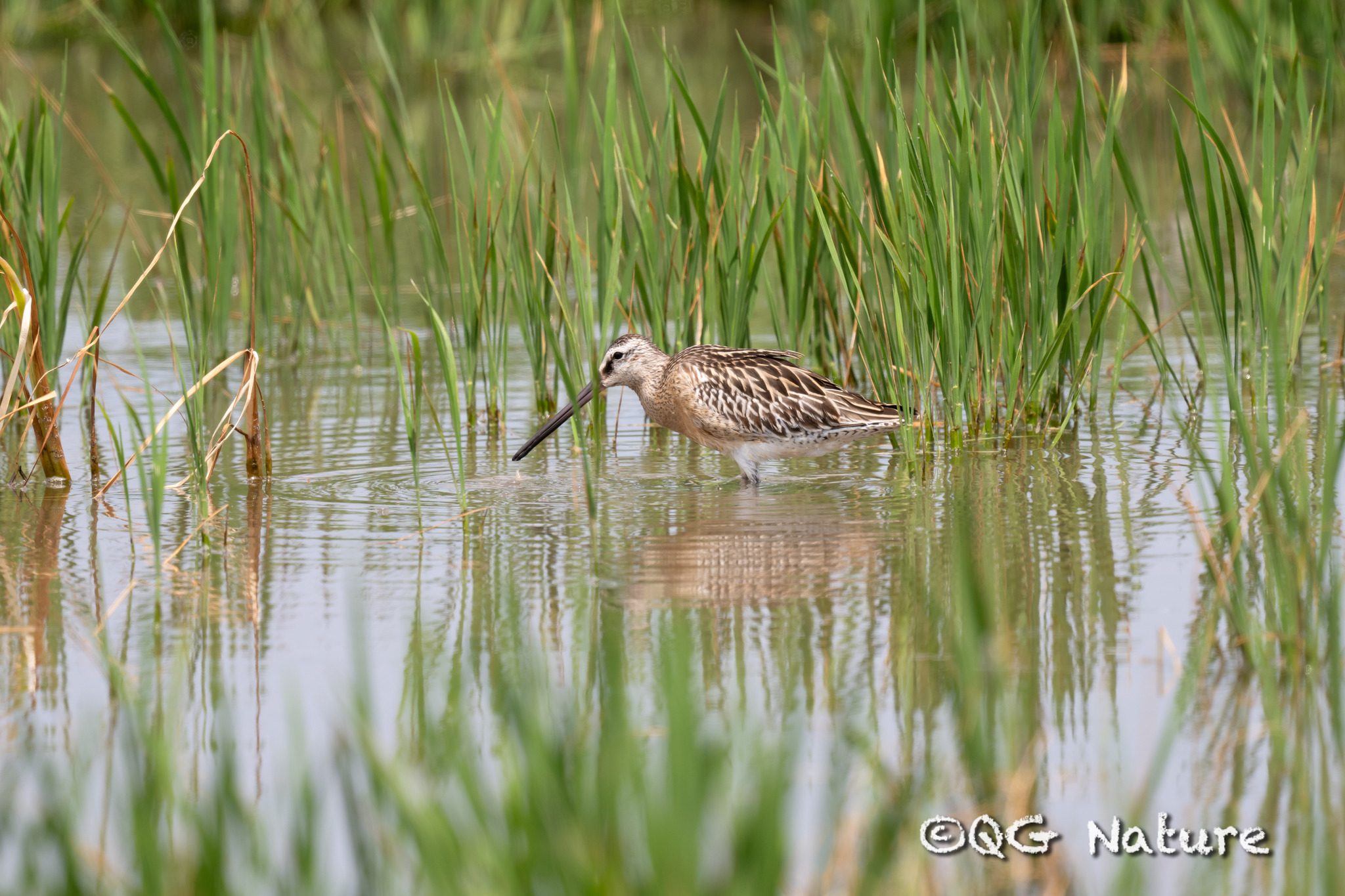 Asian Dowitcher