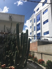 Trichocereus bridgesii