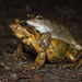 European Common Frog - Photo (c) Sven Gippner, some rights reserved (CC BY-NC), uploaded by Sven Gippner
