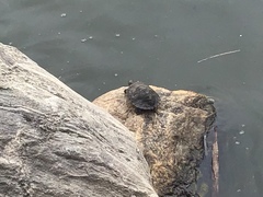 Trachemys scripta elegans