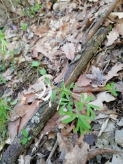 Corydalis angustifolia