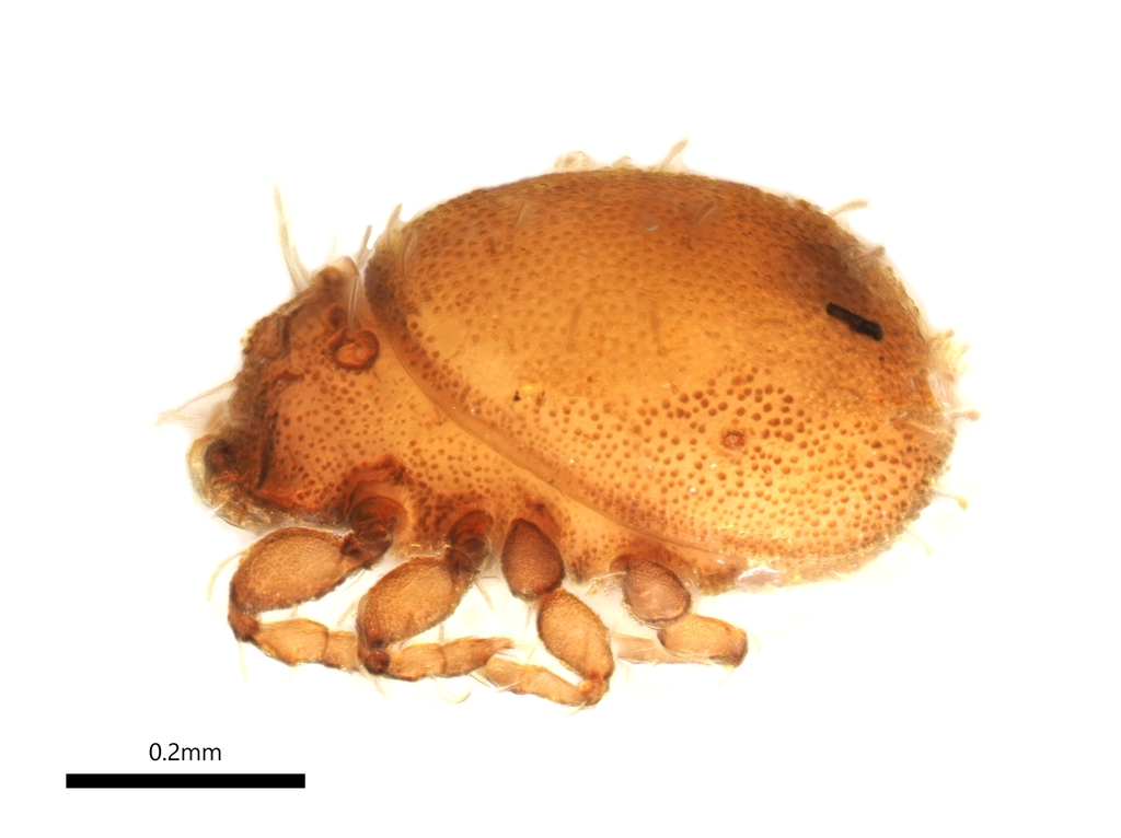 Hermanniellidae